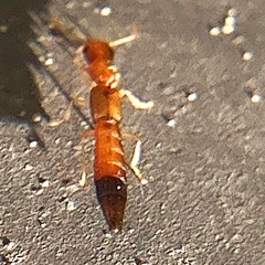 Astenus discopunctatus