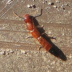 Astenus discopunctatus