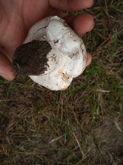 Agaricus