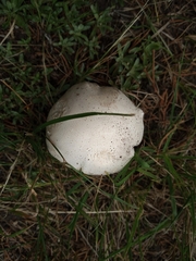Agaricus