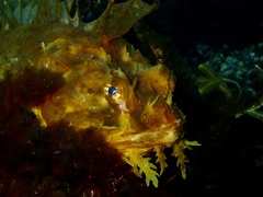 Hemitripterus americanus