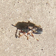 Blissus leucopterus