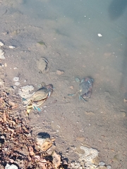 Callinectes arcuatus