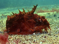 Hemitripterus americanus