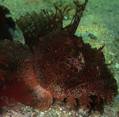 Hemitripterus americanus