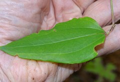 Smilax walteri