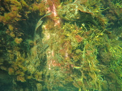 Hemitripterus americanus