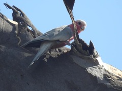 Eolophus roseicapilla