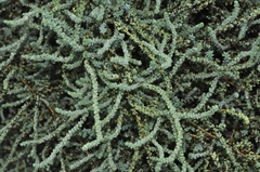 Suaeda pruinosa
