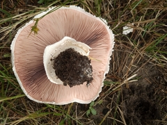 Agaricus