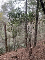 Cartrema americana