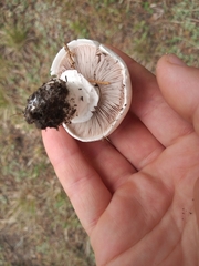 Agaricus