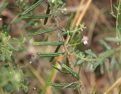 Olearia asterotricha