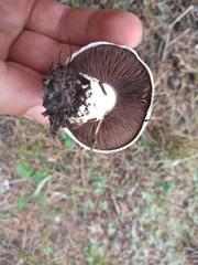 Agaricus