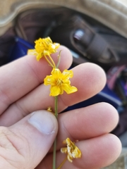 Senna armata