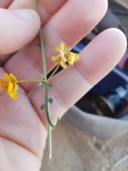 Senna armata