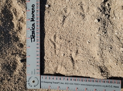 Toxostoma curvirostre