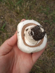 Agaricus