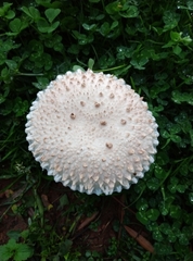 Saproamanita vittadinii