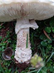 Saproamanita vittadinii