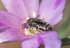 Acmaeodera