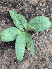 Drimiopsis burkei