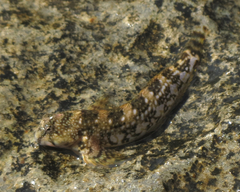 Coryphoblennius galerita