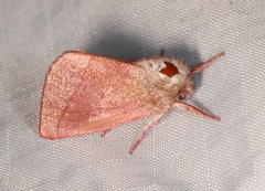 Hyparpax perophoroides