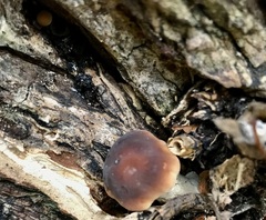 Cyclocybe aegerita