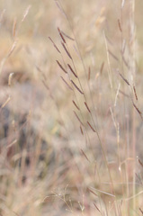 Bouteloua barbata rothrockii