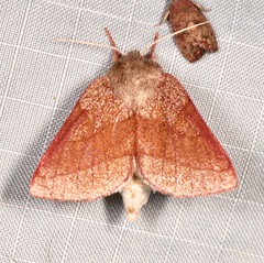 Hyparpax perophoroides