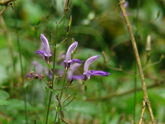Brillantaisia lamium