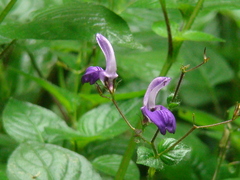 Brillantaisia lamium