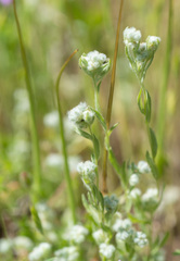 Micropus californicus