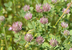 Trifolium hirtum