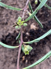 Raphionacme velutina