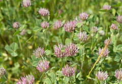 Trifolium hirtum