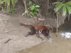 Alouatta seniculus