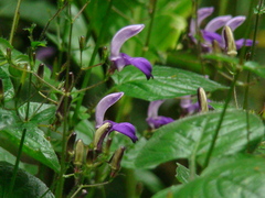 Brillantaisia lamium