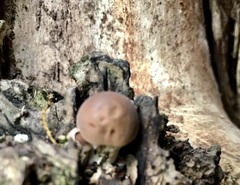 Cyclocybe aegerita