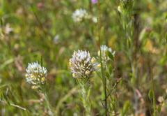 Castilleja lineariloba