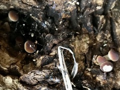 Cyclocybe aegerita
