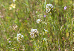 Castilleja lineariloba