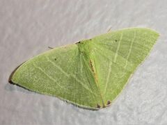 Urolitha bipunctifera