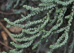 Suaeda pruinosa