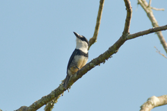 Notharchus swainsoni