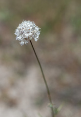 Gilia capitata