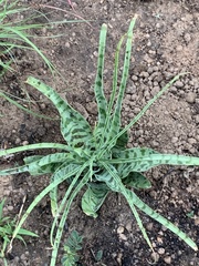 Ledebouria inquinata