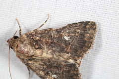 Condica albigera