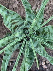 Ledebouria inquinata